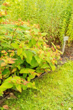 Saint Gallen, İsviçre, 23 Haziran 2024 Hypericum Androsaemum veya tutsan bitkisi botanik bahçesinde.