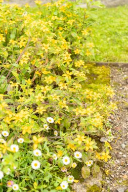 Saint Gallen, İsviçre, 23 Haziran 2024 Chrysogonum Virginianum veya botanik bahçesindeki altın diz bitkisi