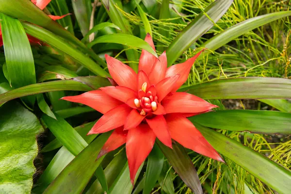 stock image Saint Gallen, Switzerland, June 23, 2024 Guzmania Lingulata or scarlet star plant at the botanical garden