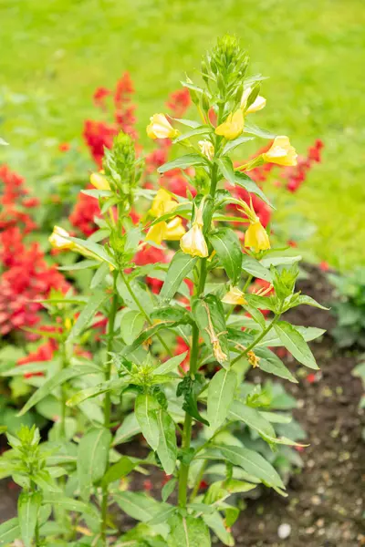 stock image Saint Gallen, Switzerland, June 23, 2024 Oenothera Erythrosepala plant at the botanical garden