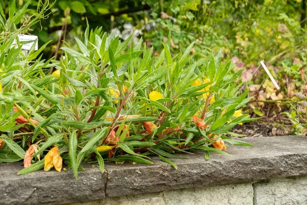 stock image Saint Gallen, Switzerland, June 23, 2024 Oenothera Macrocarpa or Missouri primrose plant at the botanical garden