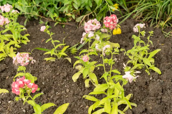 stock image Saint Gallen, Switzerland, June 23, 2024 Phlox Drummondii or annual phlox plant at the botanical garden