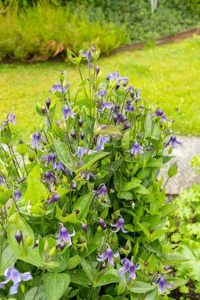 Saint Gallen, İsviçre, 23 Haziran 2024 Clematis Integrifolia bitkisi botanik bahçesinde.