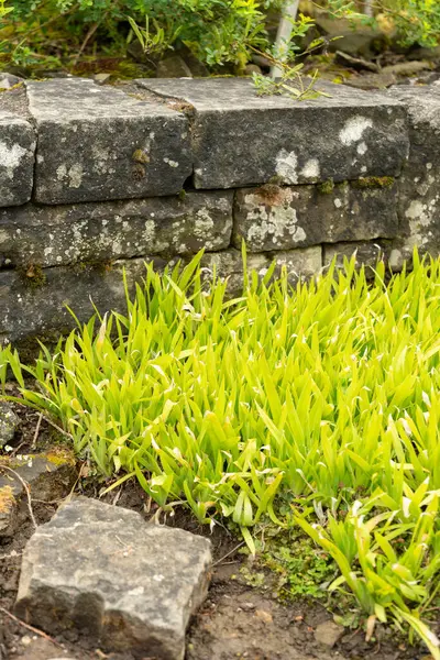 stock image Saint Gallen, Switzerland, June 23, 2024 Iris Lacustris or dwarf lake iris plant at the botanical garden