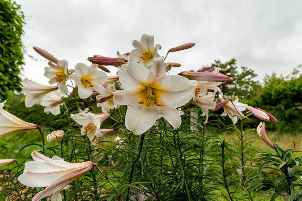 Saint Gallen, Switzerland, June 23, 2024 Lilium Leucanthum plant at the botanical garden
