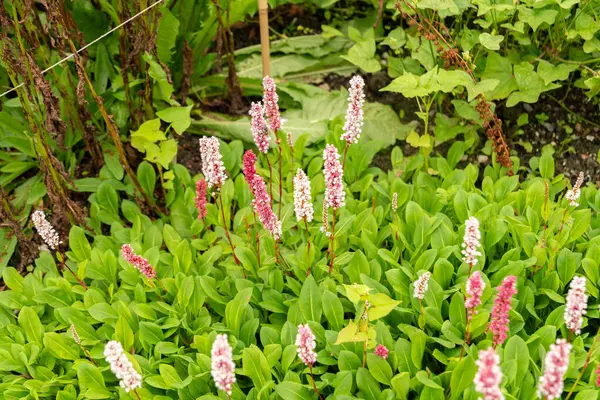 stock image Saint Gallen, Switzerland, June 23, 2024 Polygonum Affine or himalayan bistort plant at the botanical garden