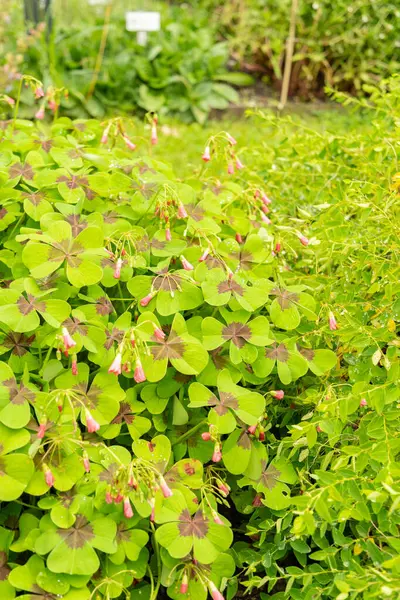 stock image Saint Gallen, Switzerland, June 23, 2024 Oxalis Tetraphylla or lucky clover plant at the botanical garden