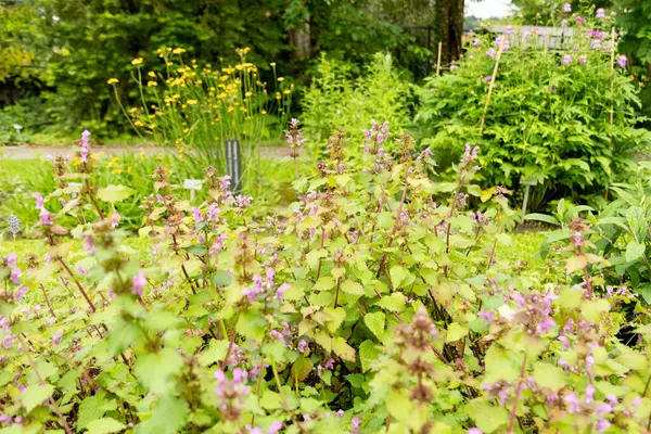 stock image Saint Gallen, Switzerland, June 23, 2024 Lamium Maculatum or spotted henbit plant at the botanical garden