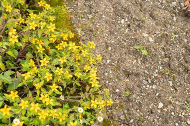 Saint Gallen, İsviçre, 23 Haziran 2024 Chrysogonum Virginianum veya botanik bahçesindeki altın diz bitkisi