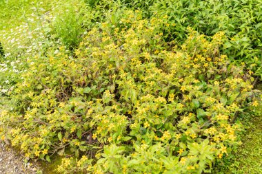 Saint Gallen, İsviçre, 23 Haziran 2024 Chrysogonum Virginianum veya botanik bahçesindeki altın diz bitkisi