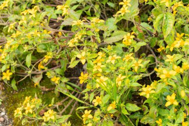 Saint Gallen, İsviçre, 23 Haziran 2024 Chrysogonum Virginianum veya botanik bahçesindeki altın diz bitkisi
