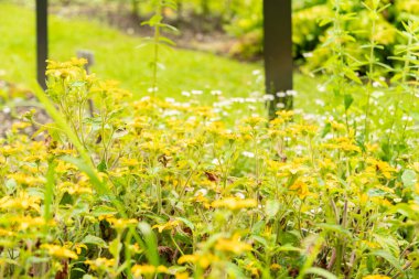 Saint Gallen, İsviçre, 23 Haziran 2024 Chrysogonum Virginianum veya botanik bahçesindeki altın diz bitkisi