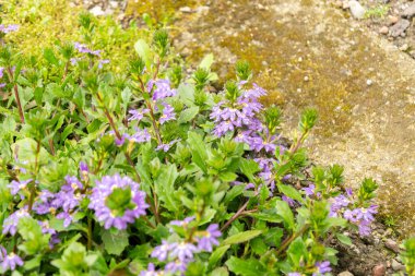 Saint Gallen, İsviçre, 23 Haziran 2024 Scaevola Aemula veya botanik bahçesindeki peri çiçeği