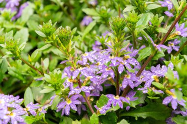 Saint Gallen, İsviçre, 23 Haziran 2024 Scaevola Aemula veya botanik bahçesindeki peri çiçeği