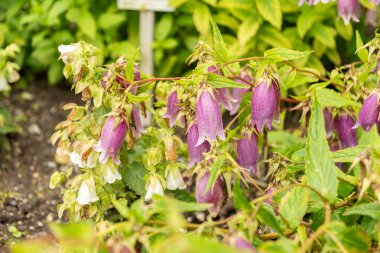 Saint Gallen, İsviçre, 23 Haziran 2024 Campanula Takesimana veya botanik bahçesindeki Kore çanı çiçeği