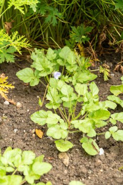 Saint Gallen, İsviçre, 23 Haziran 2024 Erodium Gruinum bitkisi botanik bahçesinde.
