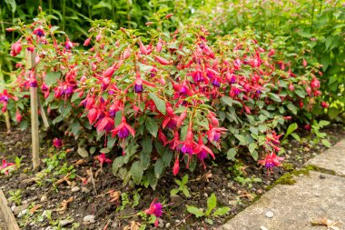 Saint Gallen, İsviçre, 23 Haziran 2024 Fuchsia melez bitkisi botanik bahçesinde.