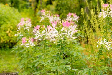 Saint Gallen, İsviçre, 23 Haziran 2024 Cleome Spinosa veya botanik bahçesindeki dikenli örümcek çiçeği