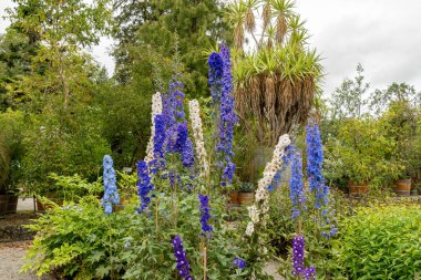 Saint Gallen, İsviçre, 23 Haziran 2024 Delphinium Melez Fabrikası Botanik Bahçesi