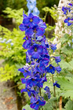 Saint Gallen, İsviçre, 23 Haziran 2024 Delphinium Melez Fabrikası Botanik Bahçesi