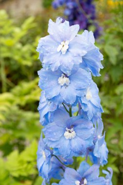 Saint Gallen, İsviçre, 23 Haziran 2024 Delphinium Melez Fabrikası Botanik Bahçesi