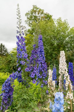 Saint Gallen, İsviçre, 23 Haziran 2024 Delphinium Melez Fabrikası Botanik Bahçesi