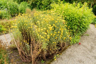 Saint Gallen, İsviçre, 23 Haziran 2024 Anthem Tinctoria veya botanik bahçesindeki altın marguerite bitkisi