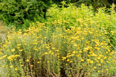Saint Gallen, İsviçre, 23 Haziran 2024 Anthem Tinctoria veya botanik bahçesindeki altın marguerite bitkisi