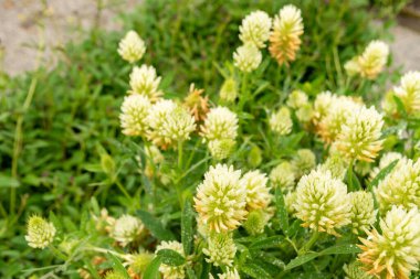 Saint Gallen, İsviçre, 23 Haziran 2024 Trifolium Ochroleucon veya botanik bahçesindeki sülfür yoncası.