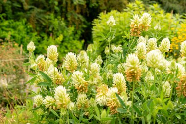 Saint Gallen, İsviçre, 23 Haziran 2024 Trifolium Ochroleucon veya botanik bahçesindeki sülfür yoncası.