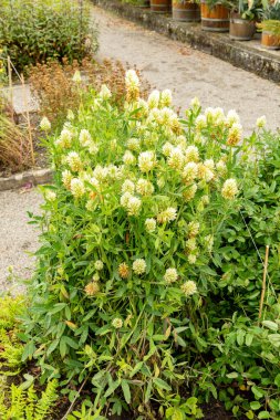 Saint Gallen, İsviçre, 23 Haziran 2024 Trifolium Ochroleucon veya botanik bahçesindeki sülfür yoncası.