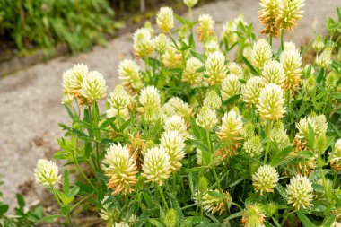 Saint Gallen, İsviçre, 23 Haziran 2024 Trifolium Ochroleucon veya botanik bahçesindeki sülfür yoncası.