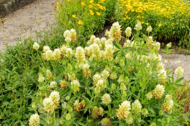 Saint Gallen, İsviçre, 23 Haziran 2024 Trifolium Ochroleucon veya botanik bahçesindeki sülfür yoncası.