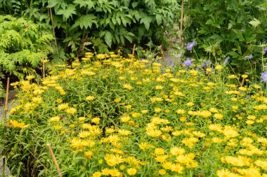 Saint Gallen, İsviçre, 23 Haziran 2024 Buftalmum Salicifolium veya botanik bahçesindeki öküz gözü bitkisi
