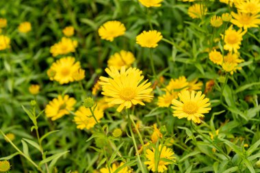 Saint Gallen, İsviçre, 23 Haziran 2024 Buftalmum Salicifolium veya botanik bahçesindeki öküz gözü bitkisi