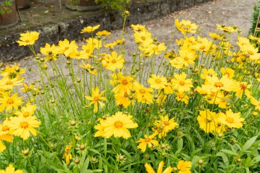 Saint Gallen, İsviçre, 23 Haziran 2024 Coreopsis Lanceolata veya botanik bahçesindeki lanceleaf gıdıklama bitkisi