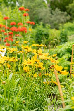 Saint Gallen, İsviçre, 23 Haziran 2024 Coreopsis Lanceolata veya botanik bahçesindeki lanceleaf gıdıklama bitkisi