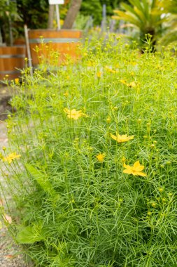 Saint Gallen, İsviçre, 23 Haziran 2024 Coreopsis Verticillata veya botanik bahçesindeki sarkık tohumlu bitki