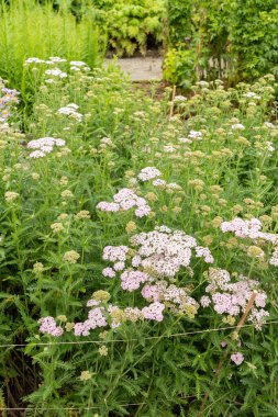Saint Gallen, İsviçre, 23 Haziran 2024 Achillea Melez Fabrikası Botanik Bahçesi