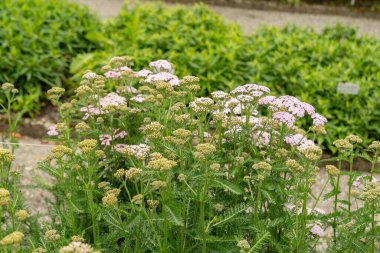 Saint Gallen, İsviçre, 23 Haziran 2024 Achillea Melez Fabrikası Botanik Bahçesi