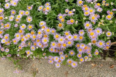 Saint Gallen, İsviçre, 23 Haziran 2024 Erigeron Speciosus veya botanik bahçesindeki aspen pire bitkisi