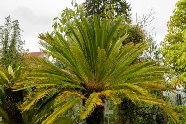 Saint Gallen, İsviçre, 23 Haziran 2024 Cycas Revoluta veya botanik bahçesindeki sago palmiyesi