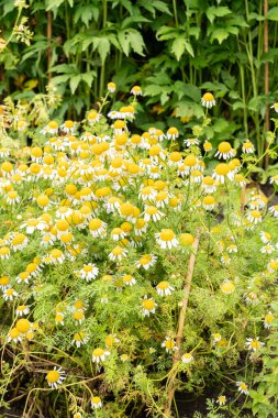 Saint Gallen, İsviçre, 23 Haziran 2024 Anacyclus Clavatus veya botanik bahçesindeki Camomilla tomentosa bitkisi