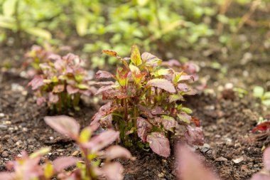 Saint Gallen, İsviçre, 23 Haziran 2024 Torenia Fournieri veya botanik bahçesindeki lades kemiği çiçeği