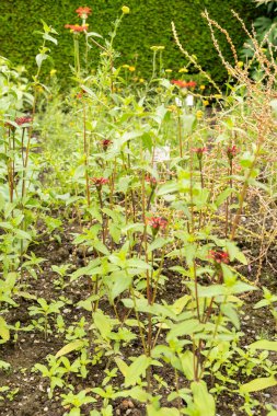 Saint Gallen, İsviçre, 23 Haziran 2024 Zinnia Peruviana bitkisi botanik bahçesinde