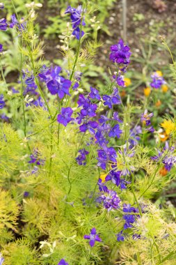 Saint Gallen, İsviçre, 23 Haziran 2024 Consolida Ajacis veya botanik bahçesindeki roket larkspur fabrikası