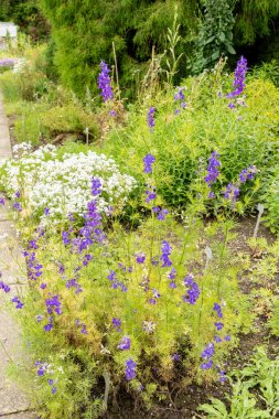 Saint Gallen, İsviçre, 23 Haziran 2024 Consolida Ajacis veya botanik bahçesindeki roket larkspur fabrikası