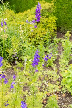 Saint Gallen, İsviçre, 23 Haziran 2024 Consolida Ajacis veya botanik bahçesindeki roket larkspur fabrikası