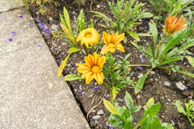 Saint Gallen, İsviçre, 23 Haziran 2024 Gazania Hibrit Fabrikası Botanik Bahçesi