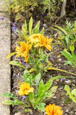 Saint Gallen, İsviçre, 23 Haziran 2024 Gazania Hibrit Fabrikası Botanik Bahçesi